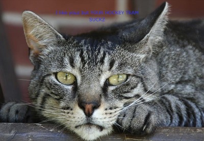 domestic-cat.jpg
