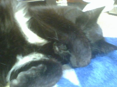 big cat face palm.jpg
