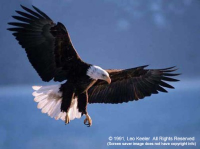 EagleScreenshot.jpg