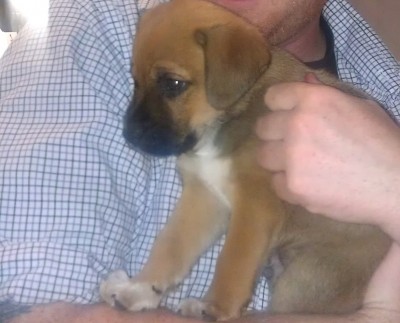 Puppster.jpg