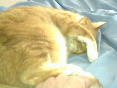 frizzbee face palm.jpg
